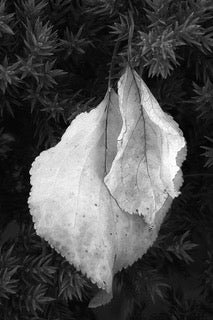 Dave Campbell ~ Leaf, 25" x 18 3/4" x 1 1/4"