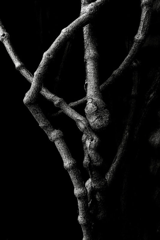 Dave Campbell ~ Branches, Untitled #13, 27” X 20 1/4”x 1"