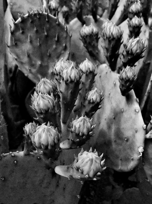 Dave Campbell ~ Nopales, Untitled #8, 15” X 12 1/2” x 1"