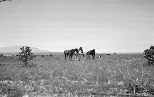 Dave Campbell ~ Horses, Untitled #22, 19 1/2” X 27” x 1"