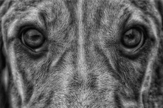 Dave Campbell ~ Look, 21 1/4” X 26 3/4”