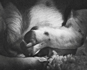 Dave Campbell ~ Slumber, Untitled #28