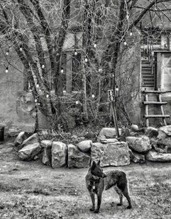 Dave Campbell ~ Chillin', 22" x 26" x 1"