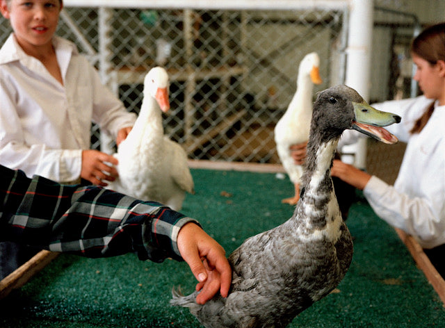 Margaret Moore ~ "Petting Goose" Sandoval County Fair, 11" x 14"