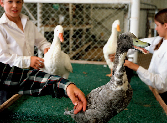 Margaret Moore ~ "Petting Goose" Sandoval County Fair, 11" x 14"