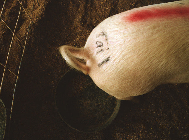 Margaret Moore ~ "Pigtail" Santa Fe County Fair, 11" x 14"