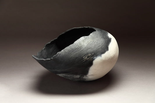 Bonnie Lynch ~ Shell Study, 10" x 13 1/2" x 11"