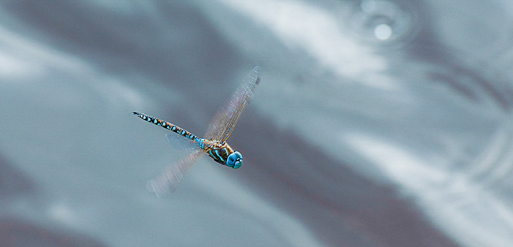 Kitty Leaken ~ Blue Eyed Darner, 11" x 14"