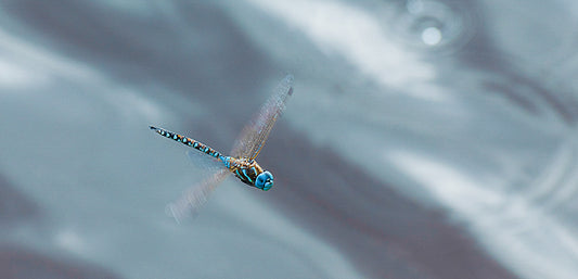 Kitty Leaken ~ Blue Eyed Darner, 11" x 14"