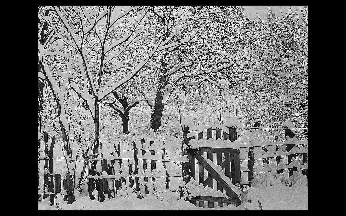 Walter W. Nelson ~ Bode's Orchard in Snow, Abiquiu NM, 24" x 28"