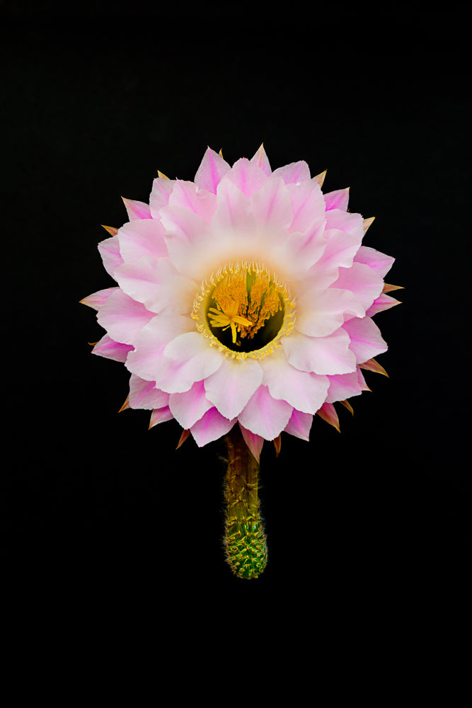 Kitty Leaken ~ Cady Wells Cactus, 16" x 13 1/4" x 1"