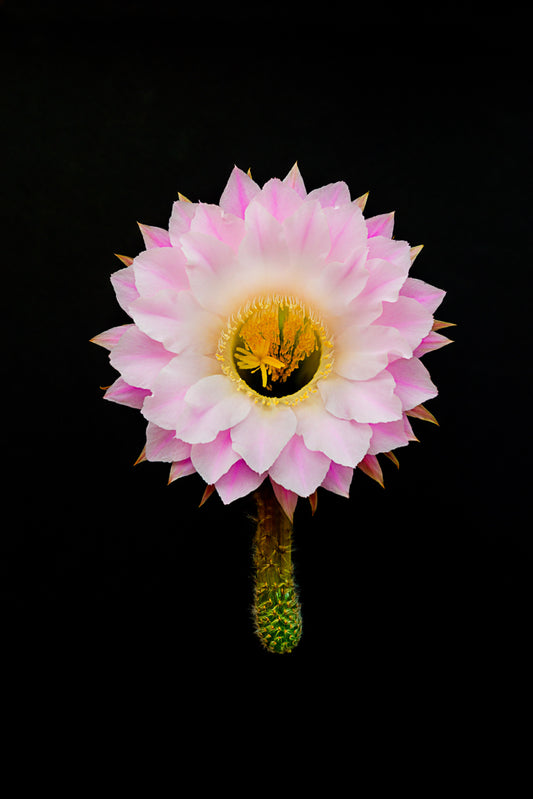 Kitty Leaken ~ Cady Wells Cactus, 16" x 13 1/4" x 1"