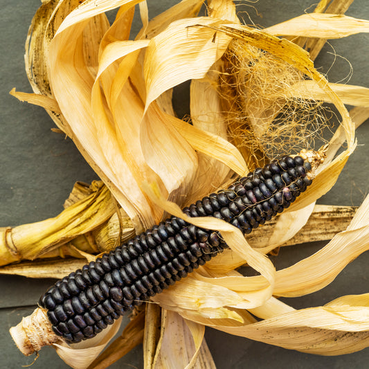 Kitty Leaken ~ CC's Special Blue Corn with Husk I, 16" x 16"