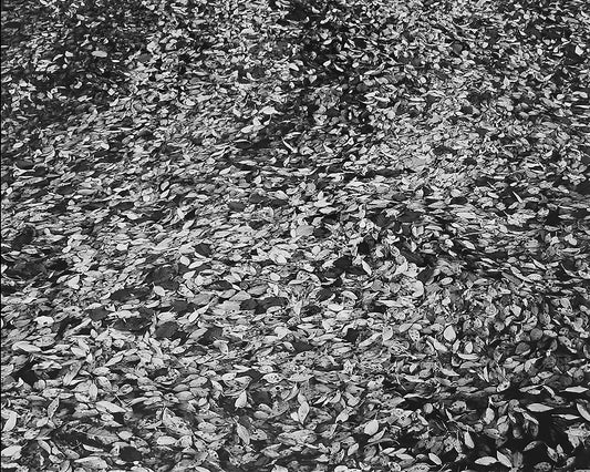 Walter W. Nelson ~ Leaves Floating on Water, 28" x 32"