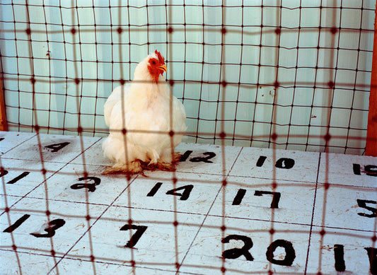 Margaret Moore ~ "Bingo Chicken" Catron County Fair, Reserve NM,  24 1/4" x 29"