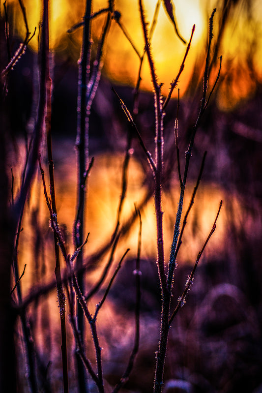 Kitty Leaken ~ Refuge Twilight II, 11" x 14"