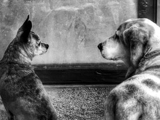 Dave Campbell ~ Knowing Glance, 12 1/2" x 15" x 1"