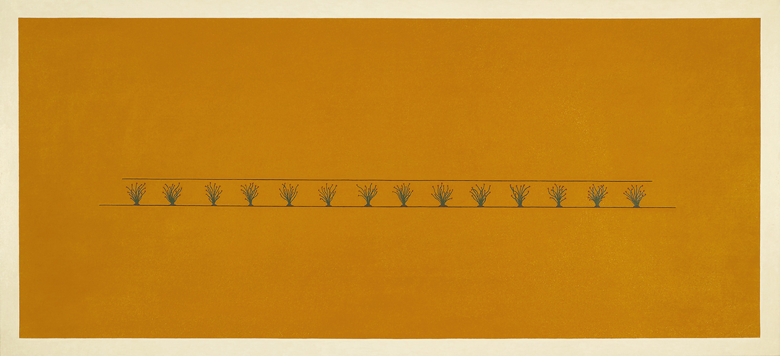 14 Ocotillo