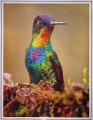 2025 Calendar Hummingbird