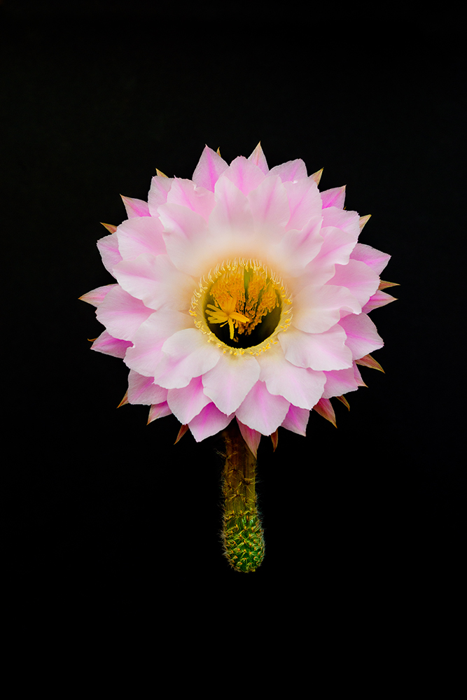 "Cady Wells Flower I" Santa Fe 2018