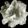 Itoh Peony